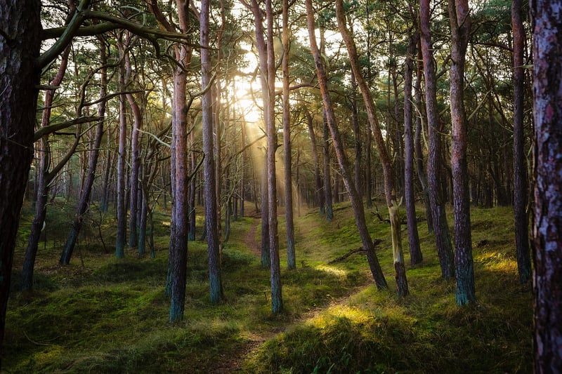 Forest nature walk